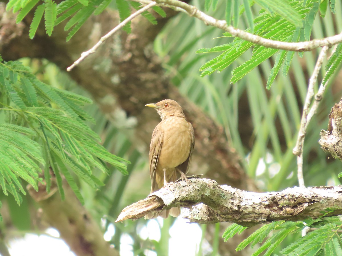Clay-colored Thrush - Gonzalo Millacet