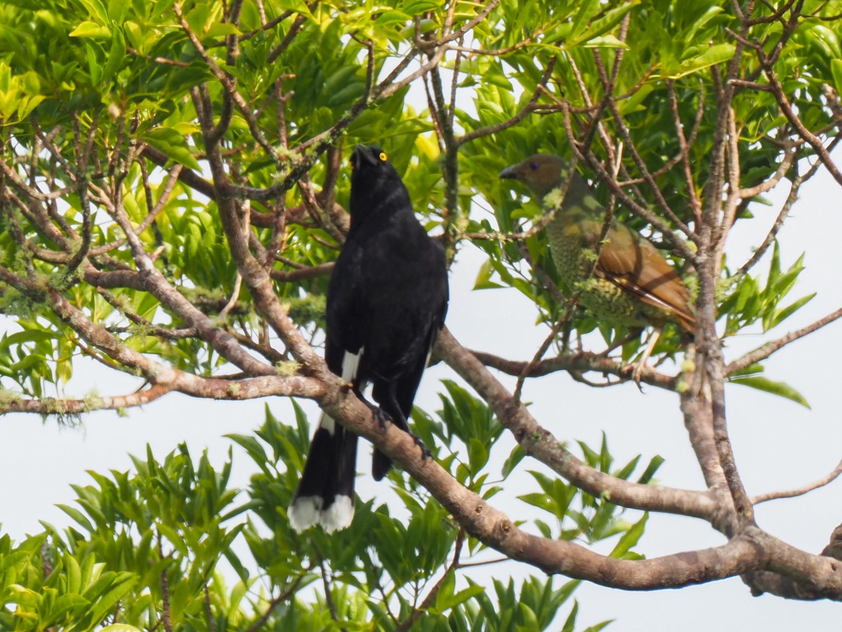 Pied Currawong - ML620589686