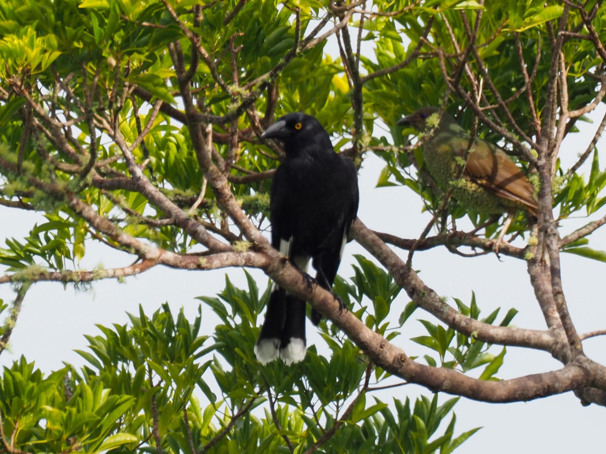 Pied Currawong - ML620589687