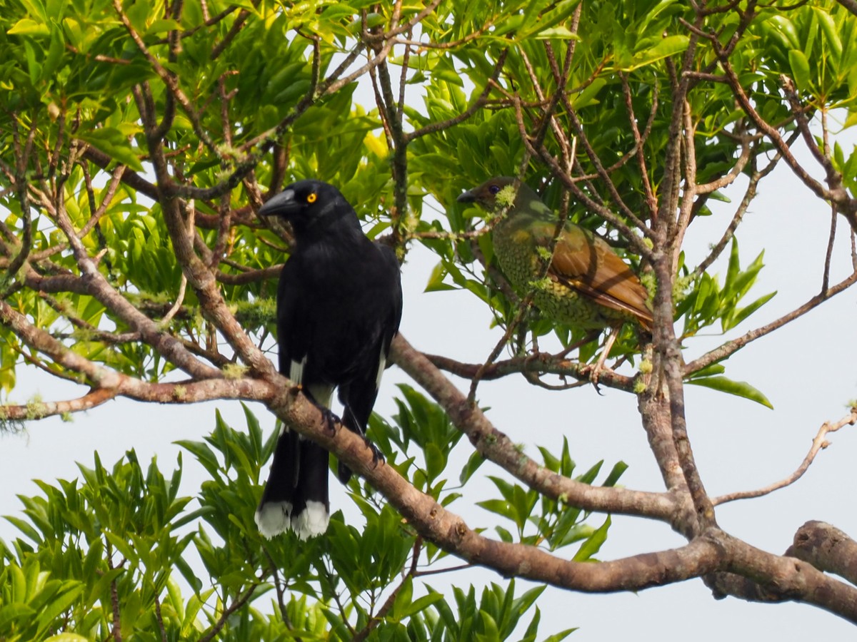 Pied Currawong - ML620589688