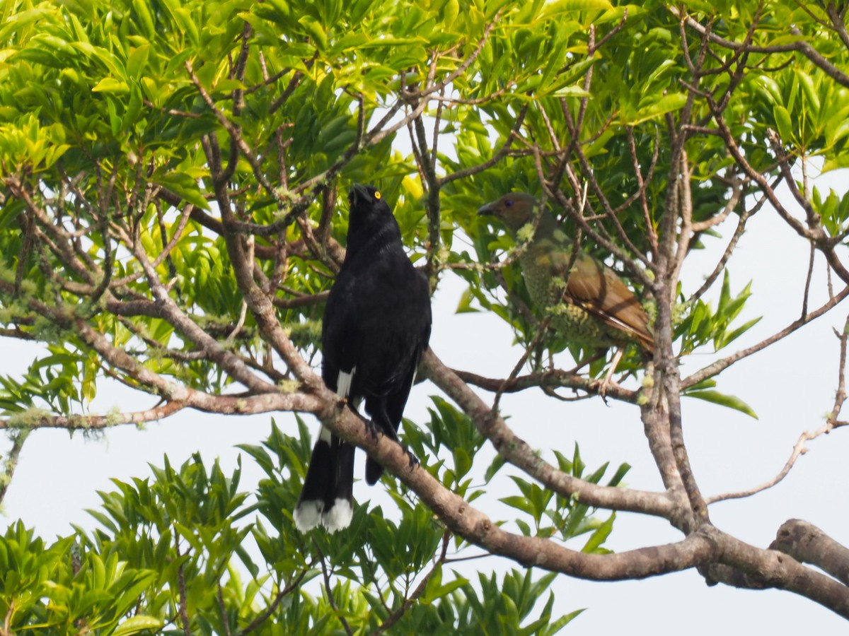 Pied Currawong - ML620589689