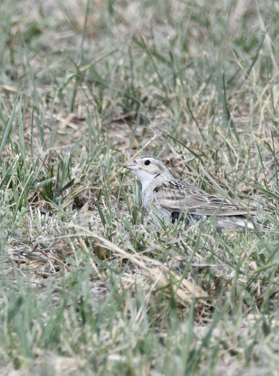 Thick-billed Longspur - ML620589697