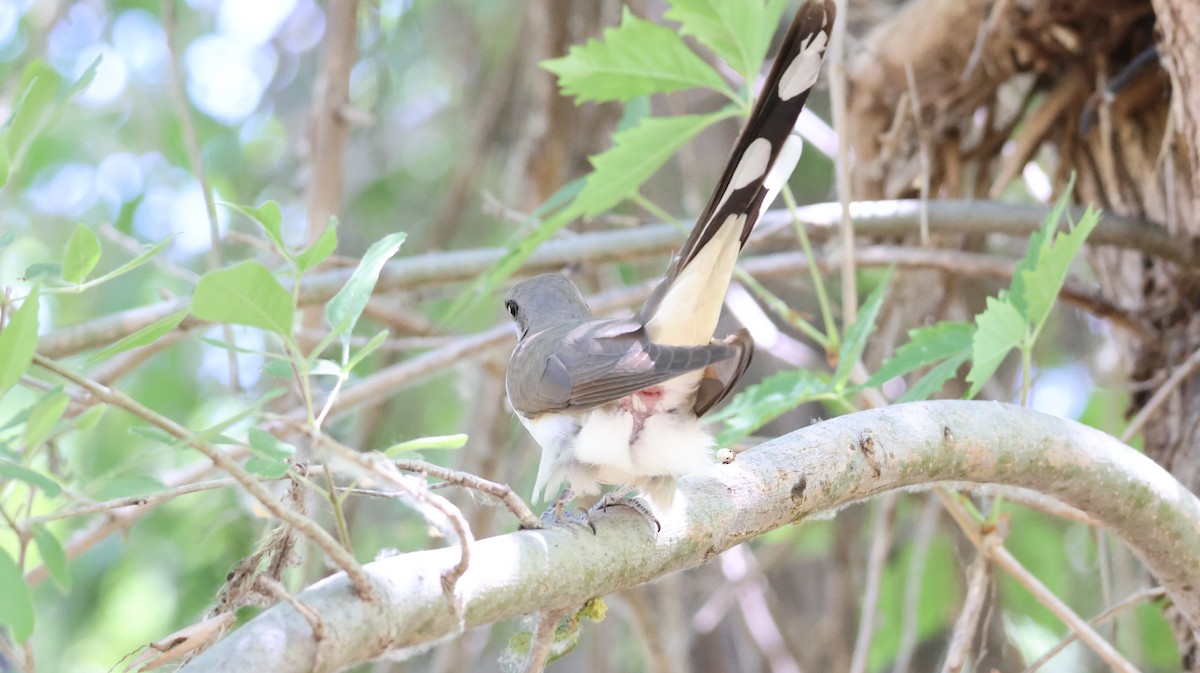 Yellow-billed Cuckoo - ML620589700