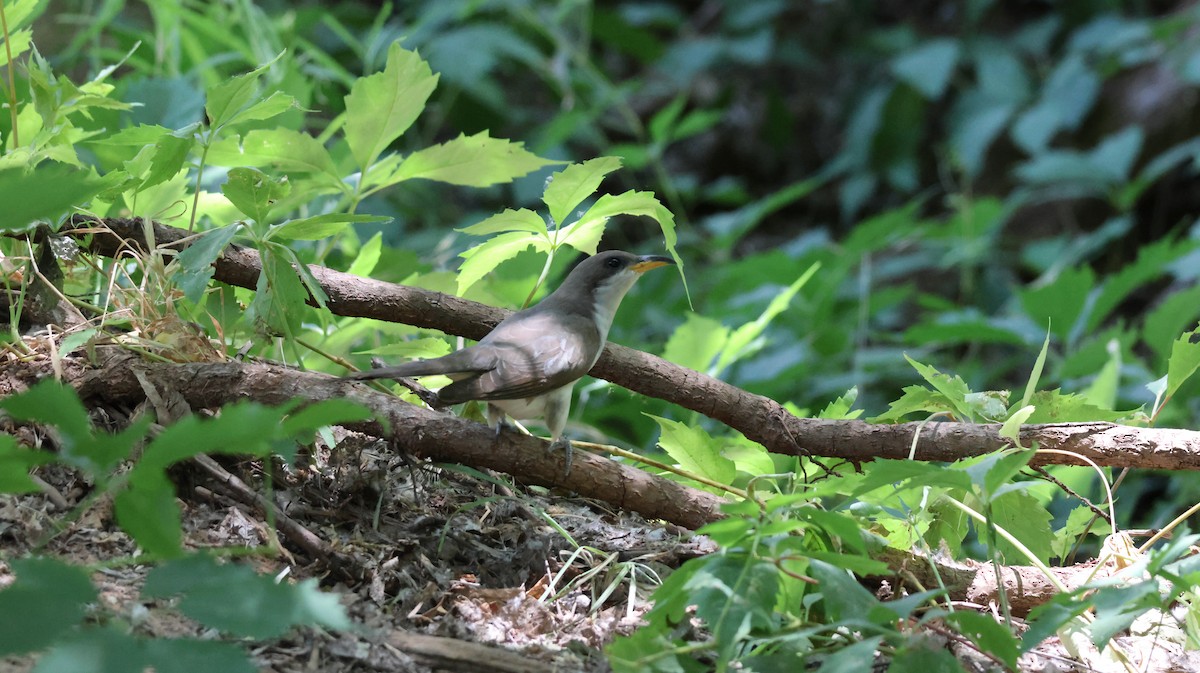 Yellow-billed Cuckoo - ML620589709