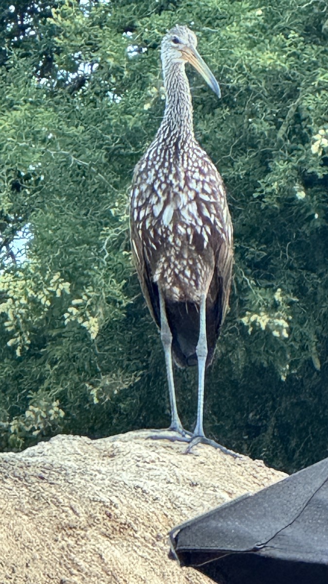 kurlan chřástalovitý - ML620589711