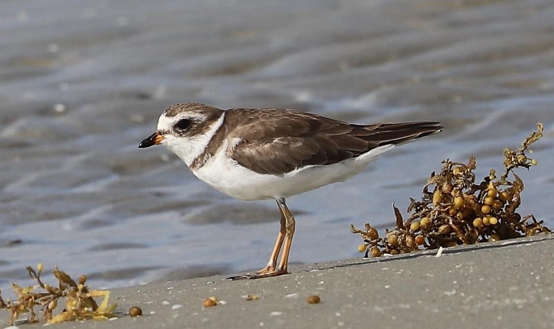 Semipalmated Plover - ML620589715