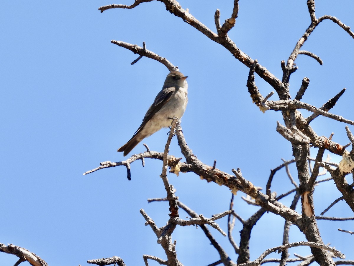 Western Wood-Pewee - ML620589717