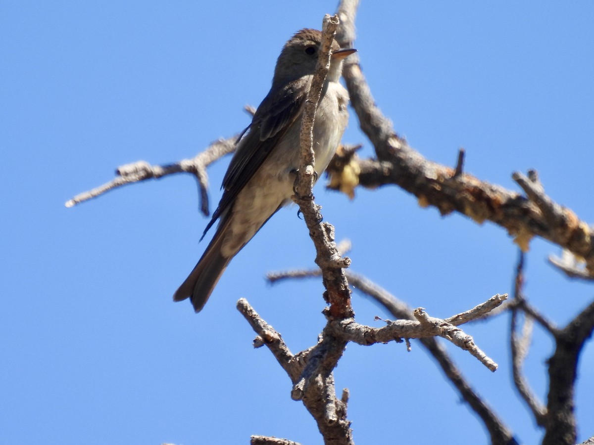 Western Wood-Pewee - ML620589720