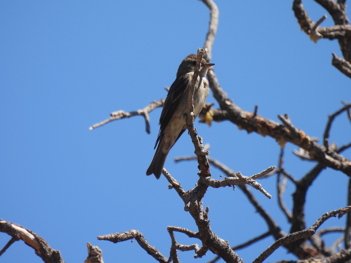 Western Wood-Pewee - Laurie Miraglia