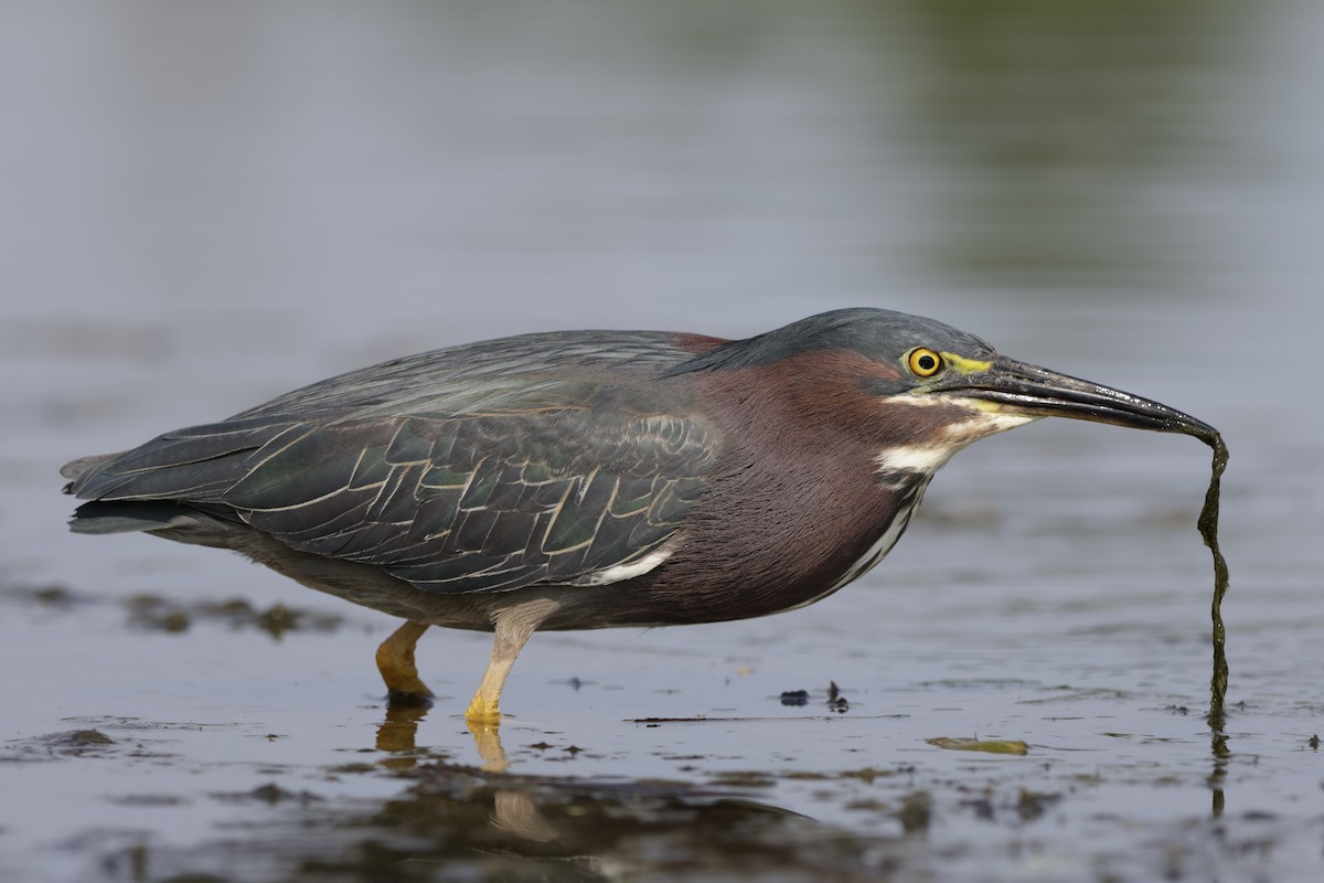 Green Heron - ML620589726