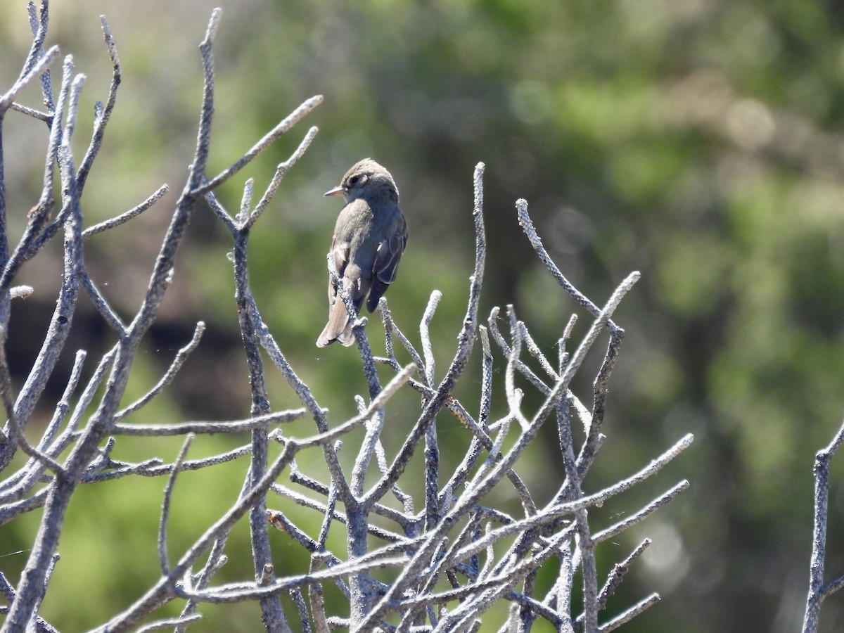 Western Wood-Pewee - ML620589728