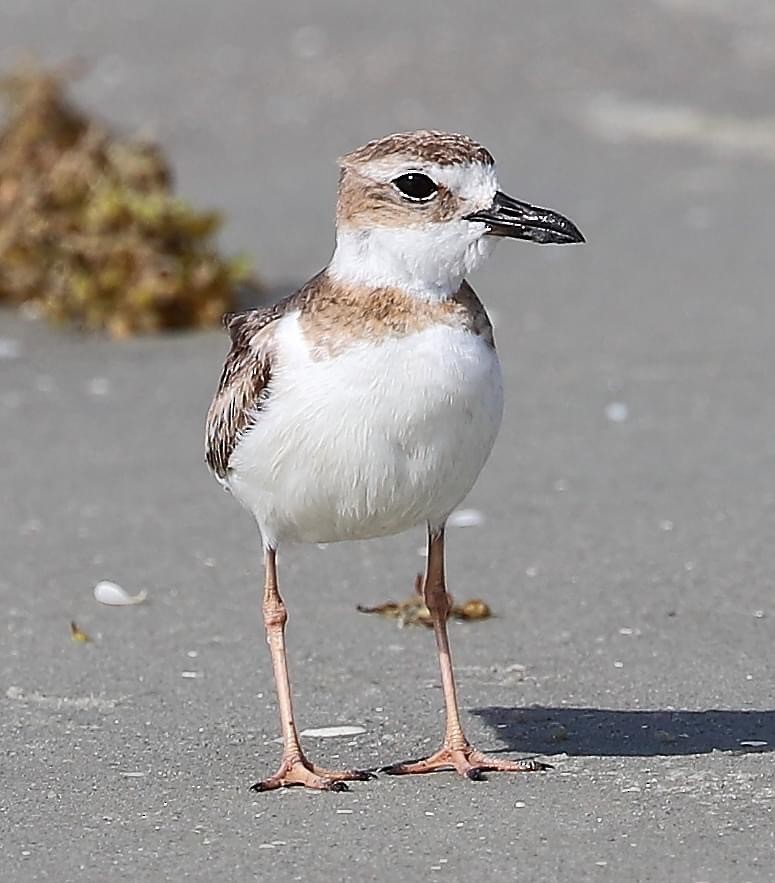 Wilson's Plover - ML620589729