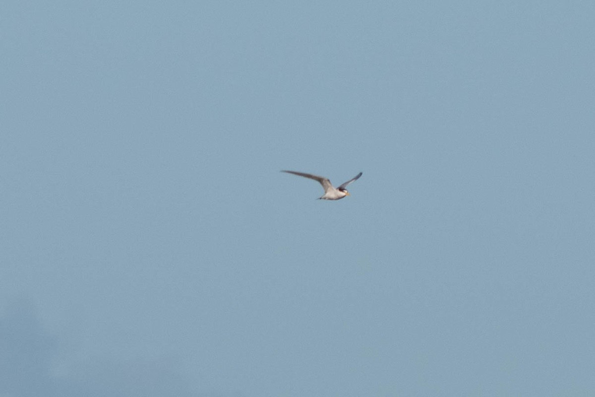 Least Tern - ML620589732