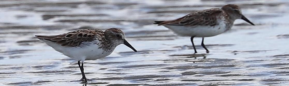 Semipalmated Sandpiper - ML620589733