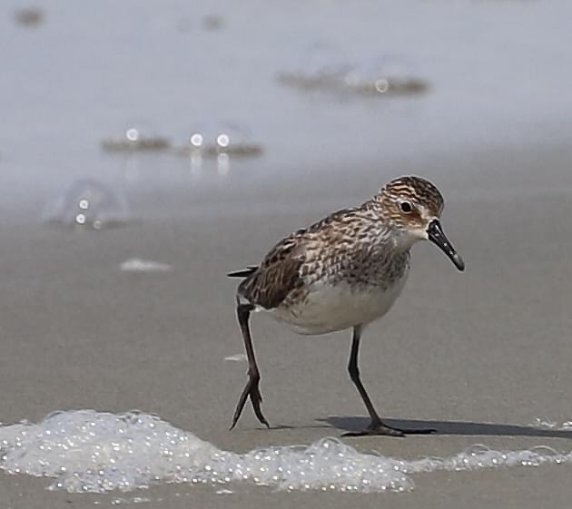 Semipalmated Sandpiper - ML620589734