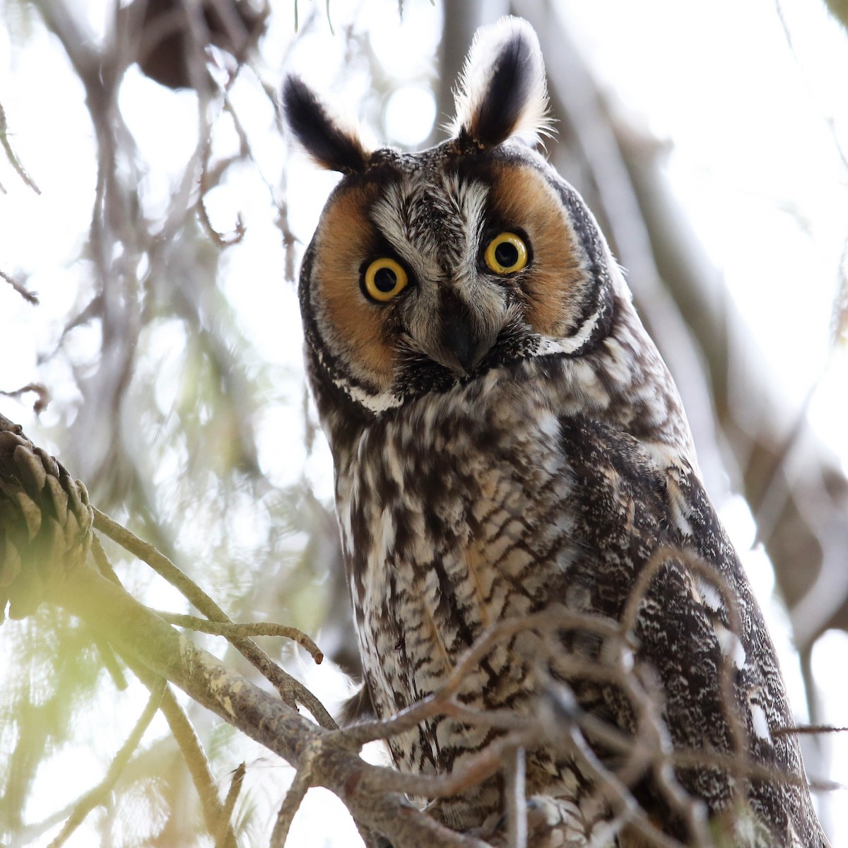 Long-eared Owl - ML620589737