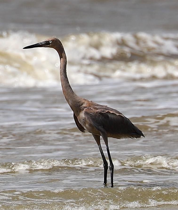 Reddish Egret - Lisa Rose