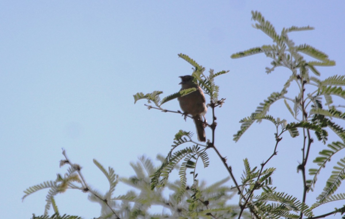 Botteri's Sparrow - ML620589741