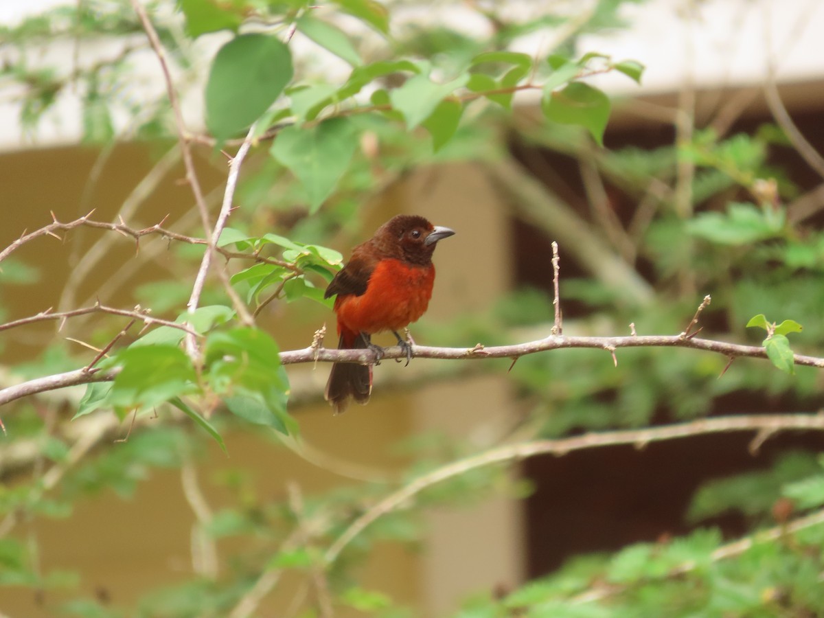 Crimson-backed Tanager - Gonzalo Millacet