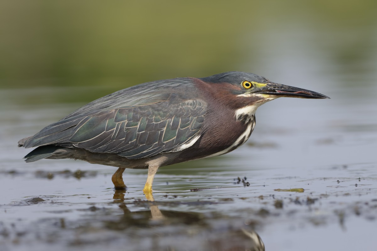 Green Heron - ML620589745