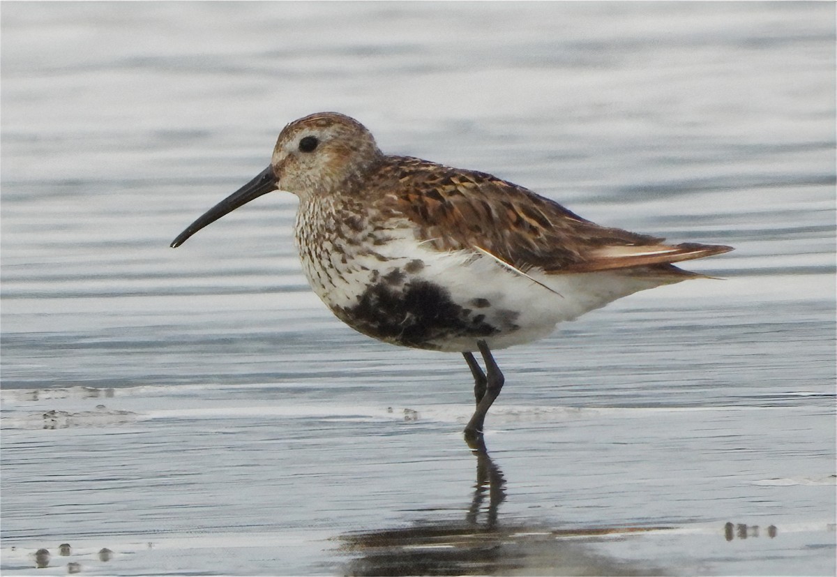 Dunlin - ML620589747