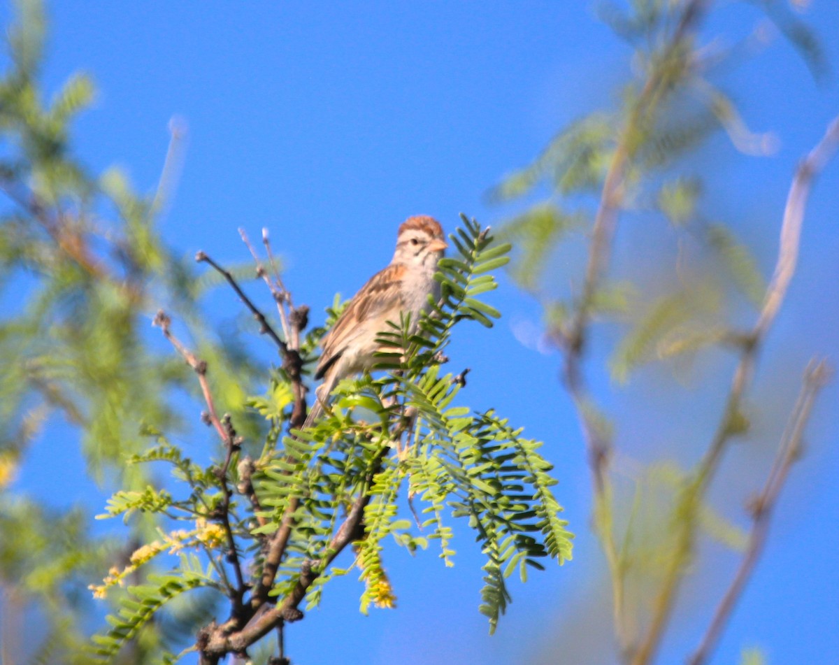 Rufous-winged Sparrow - Samuel Perloff