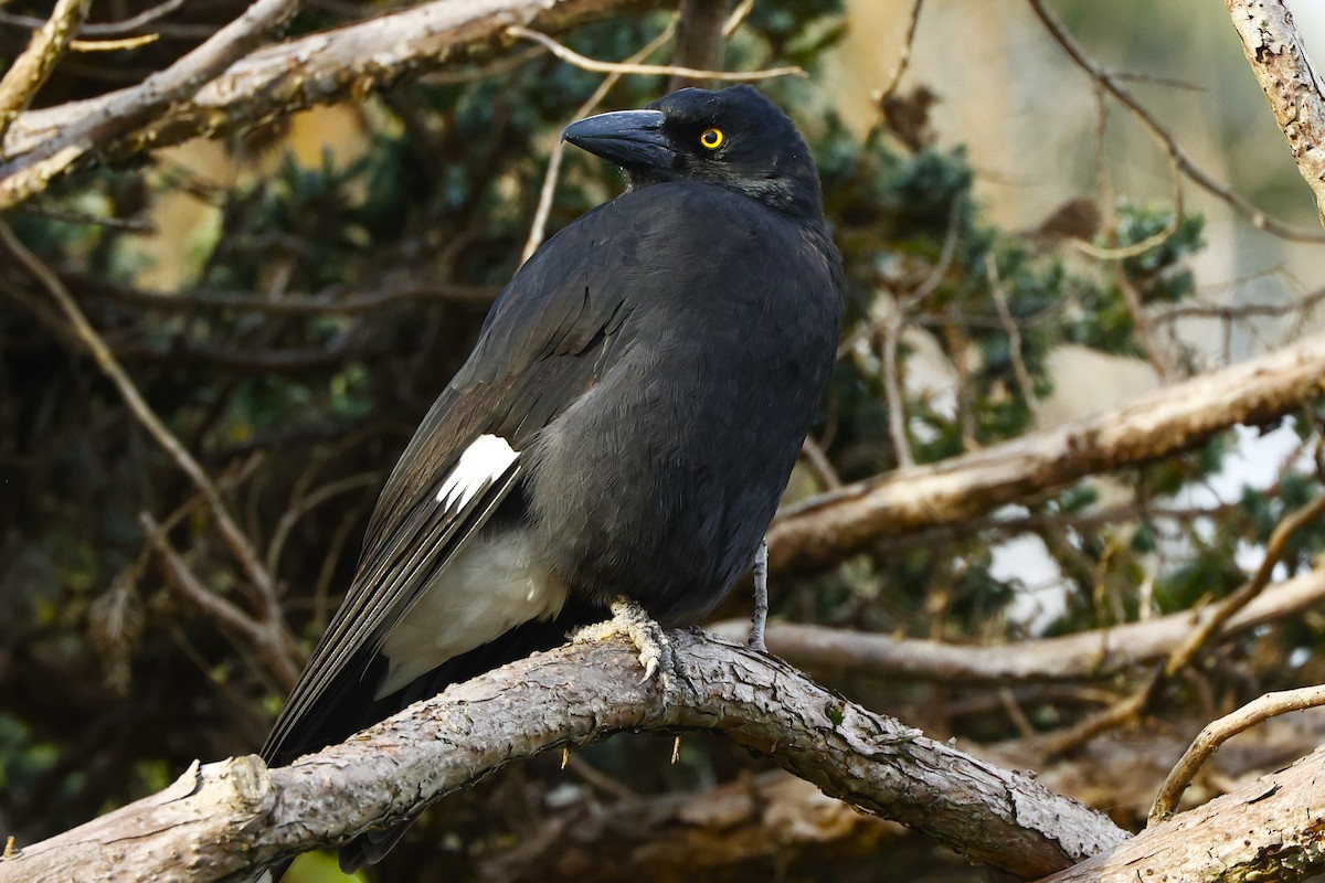 Pied Currawong - ML620589752