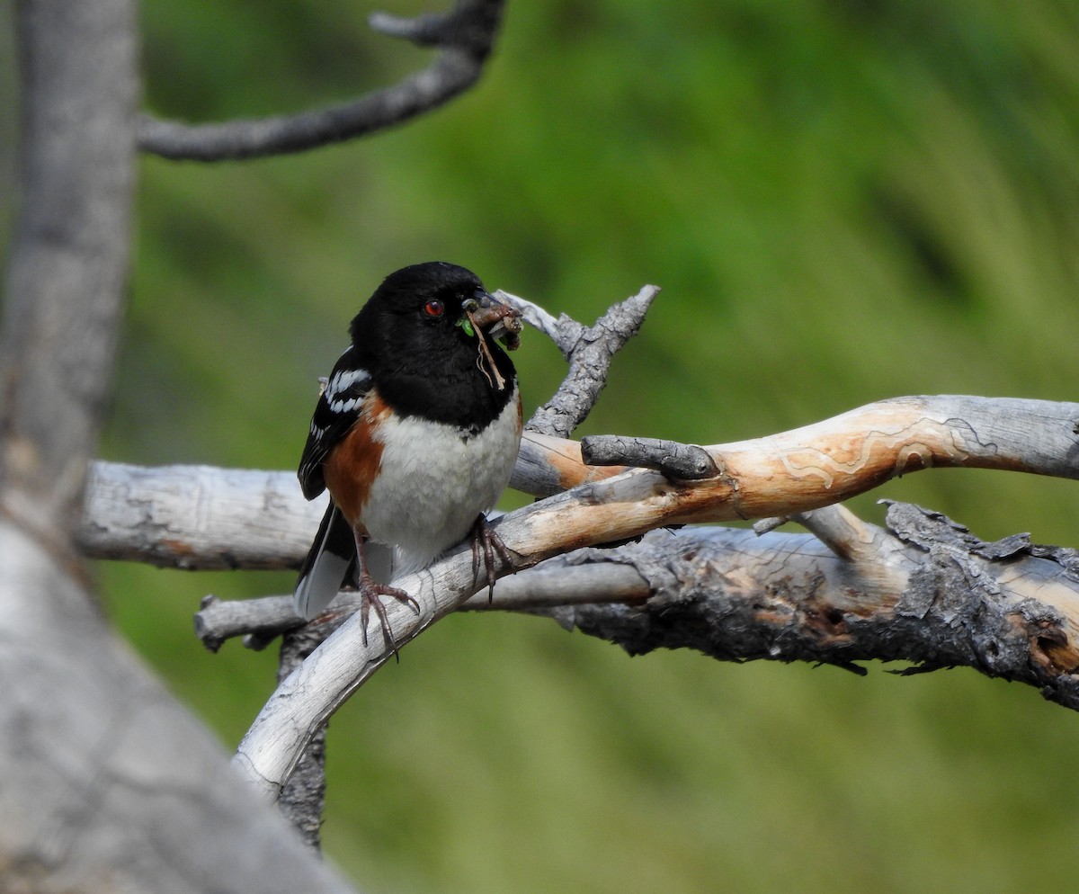 Spotted Towhee - ML620589753