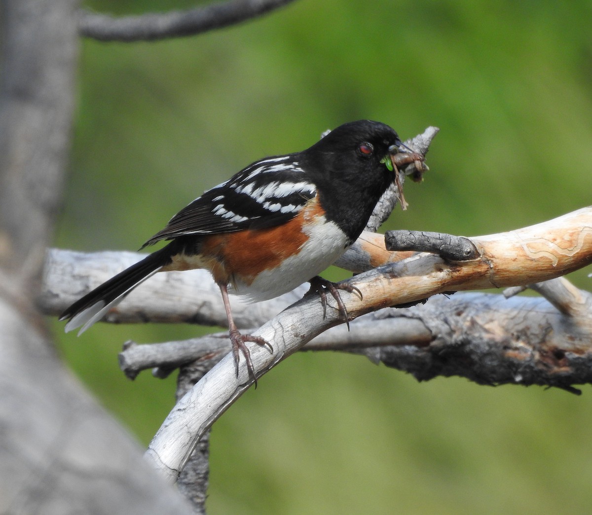 Spotted Towhee - ML620589754