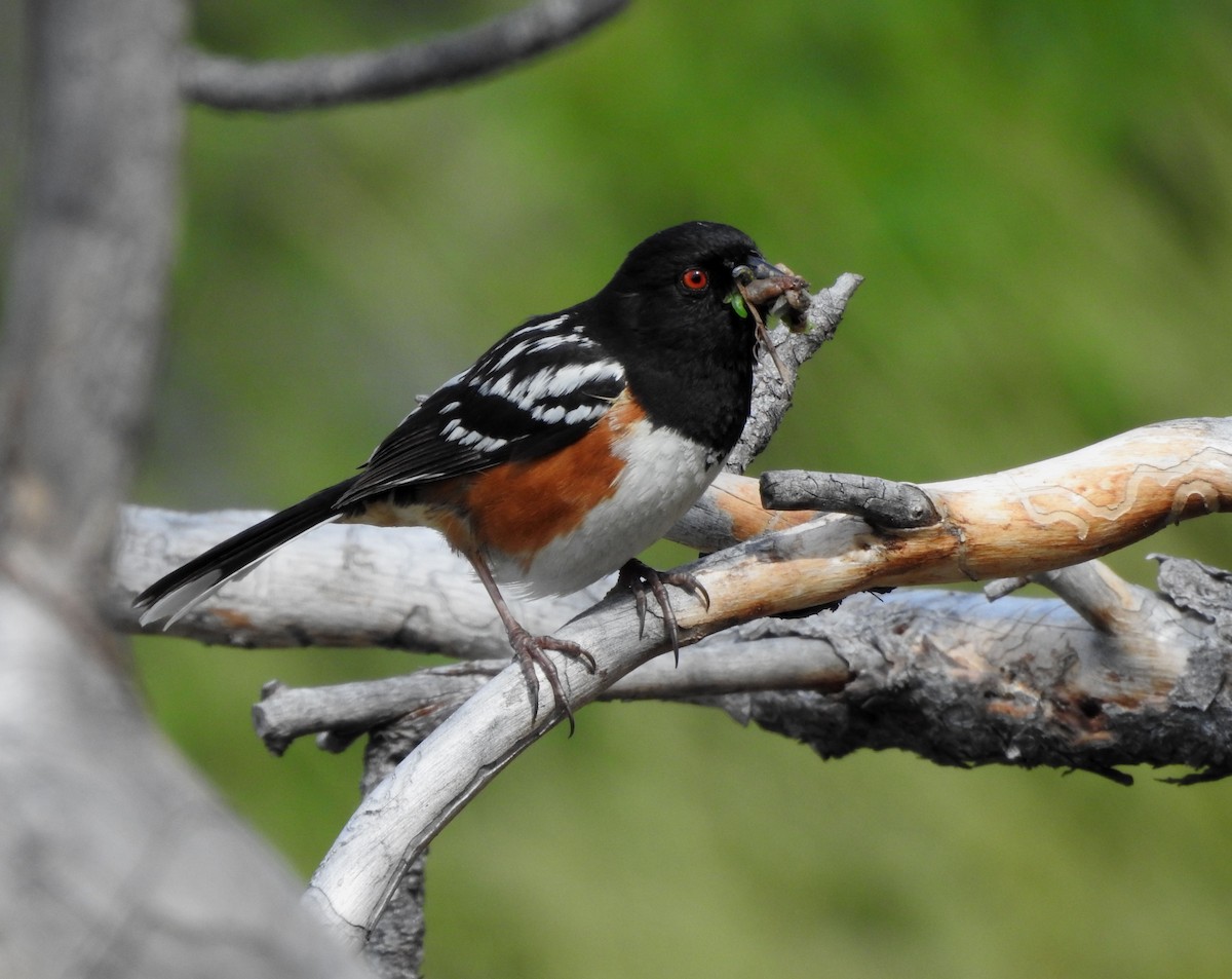 Spotted Towhee - ML620589755