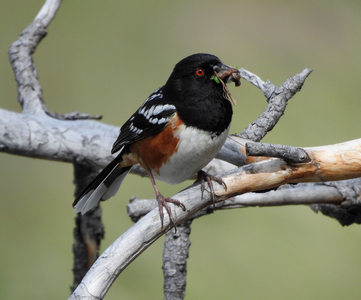 Spotted Towhee - ML620589756