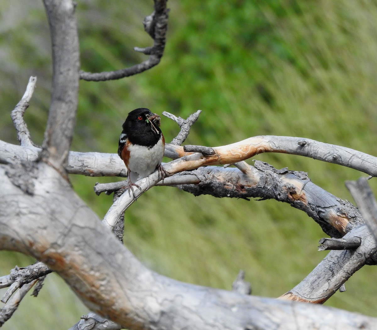 Spotted Towhee - ML620589757