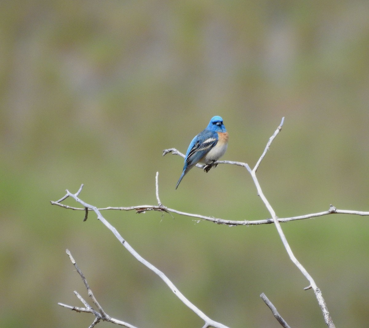 Lazuli Bunting - ML620589759