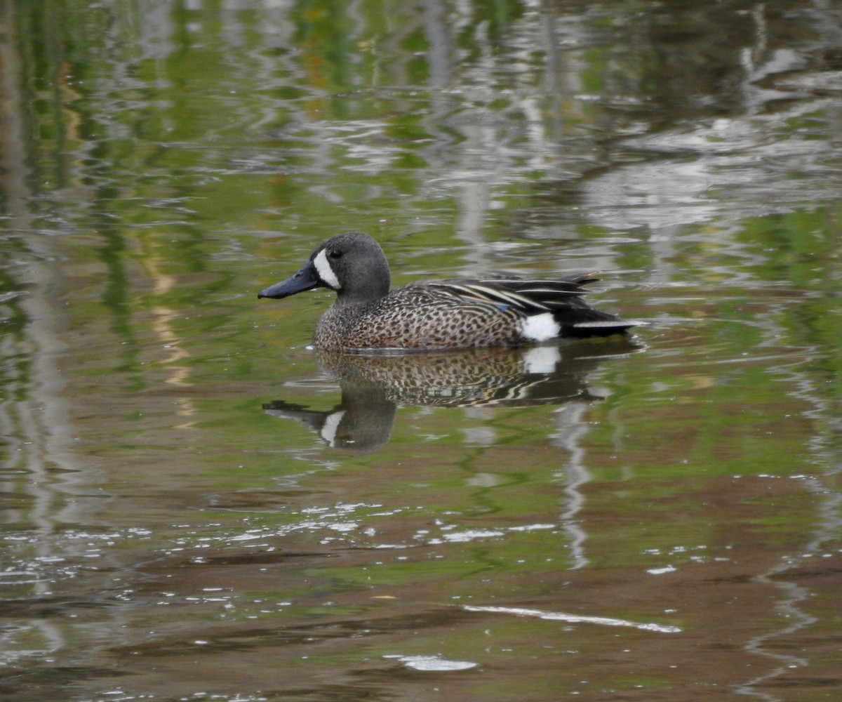 Blue-winged Teal - ML620589773