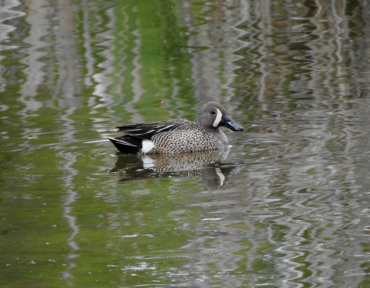 Blue-winged Teal - ML620589774