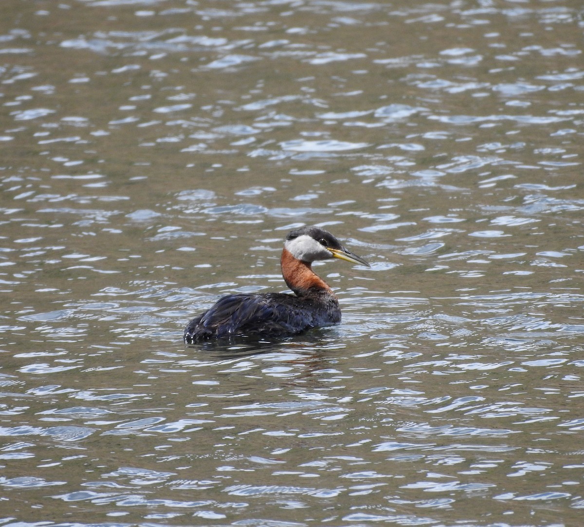 Red-necked Grebe - ML620589784