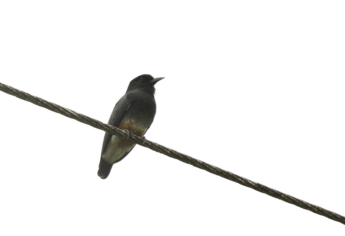 Swallow-winged Puffbird - ML620589790