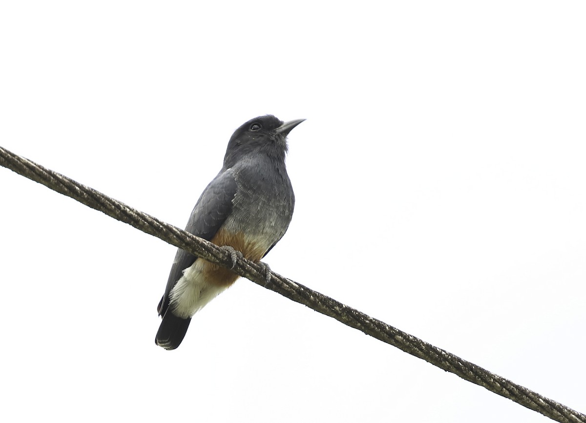 Swallow-winged Puffbird - ML620589791