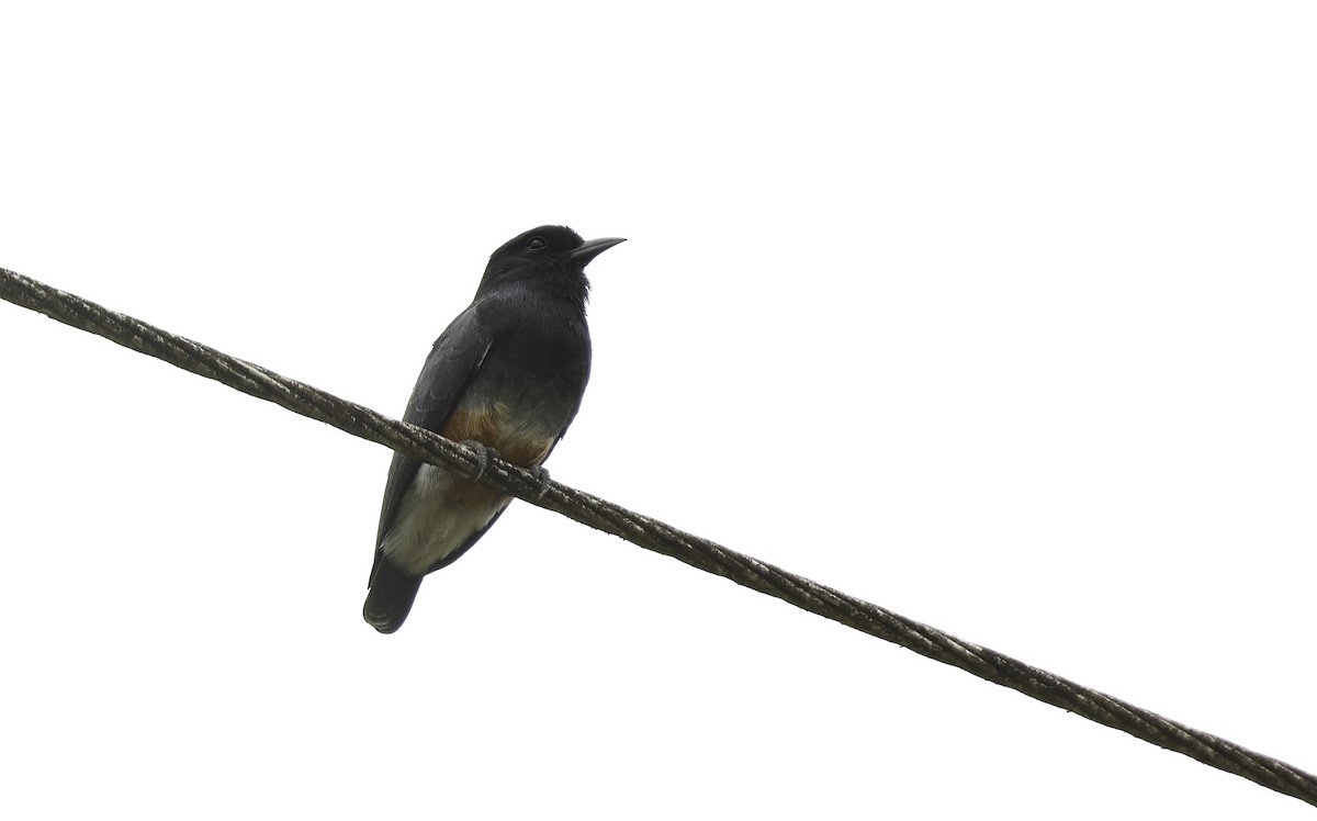 Swallow-winged Puffbird - ML620589792