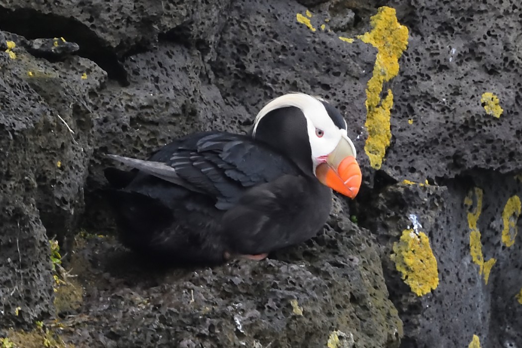 Tufted Puffin - Dave DeReamus