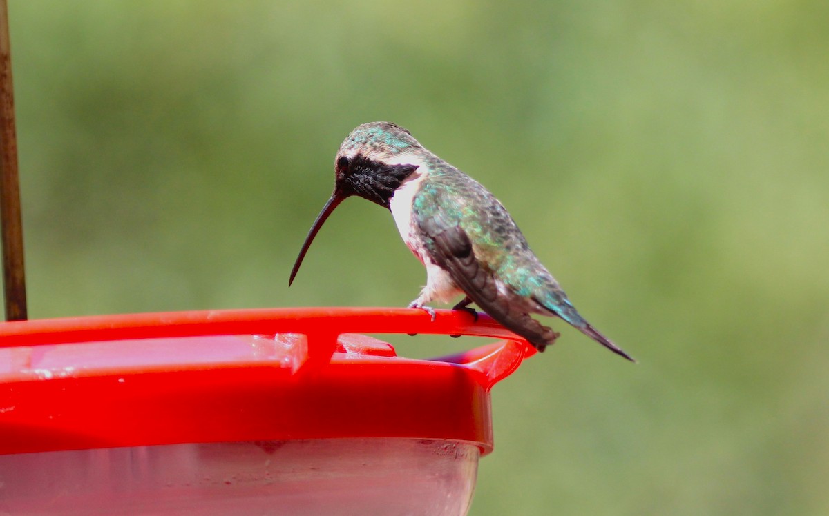 Lucifer Hummingbird - ML620589800