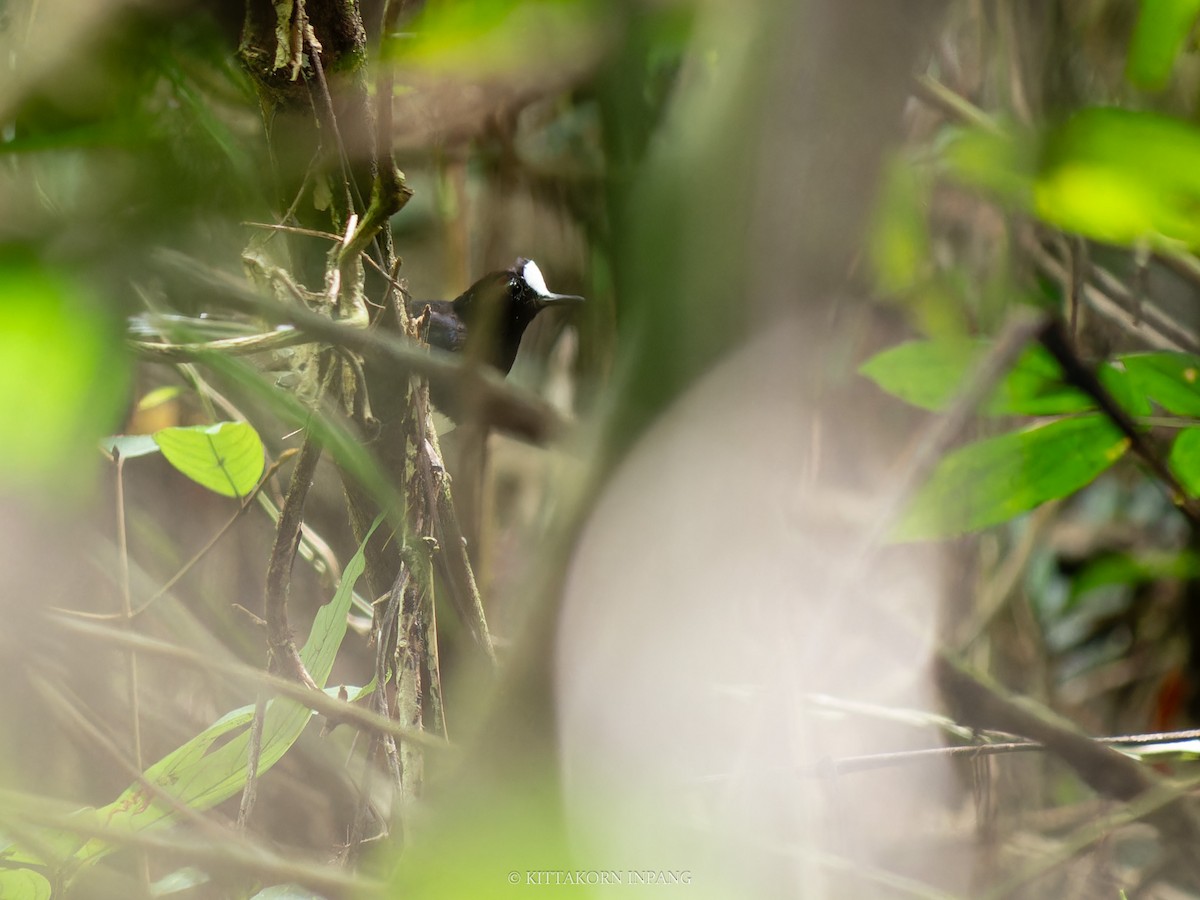 White-crowned Forktail (Malaysian) - ML620589802