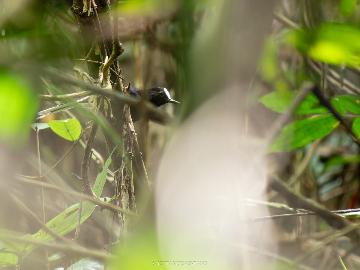 White-crowned Forktail (Malaysian) - ML620589803