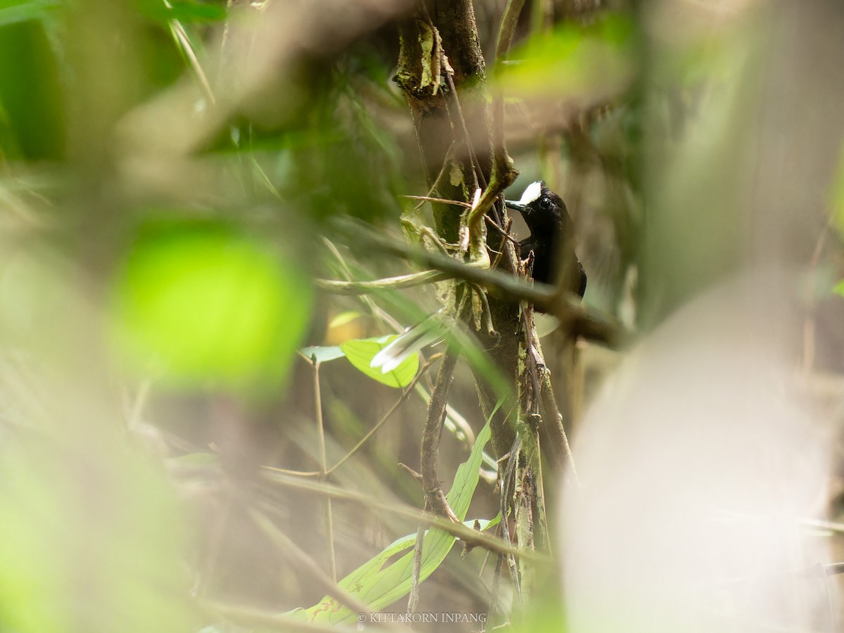 White-crowned Forktail (Malaysian) - ML620589804