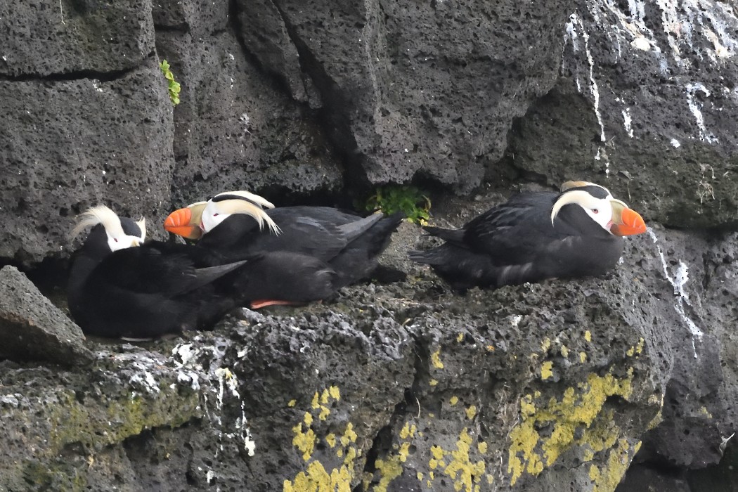 Tufted Puffin - ML620589805