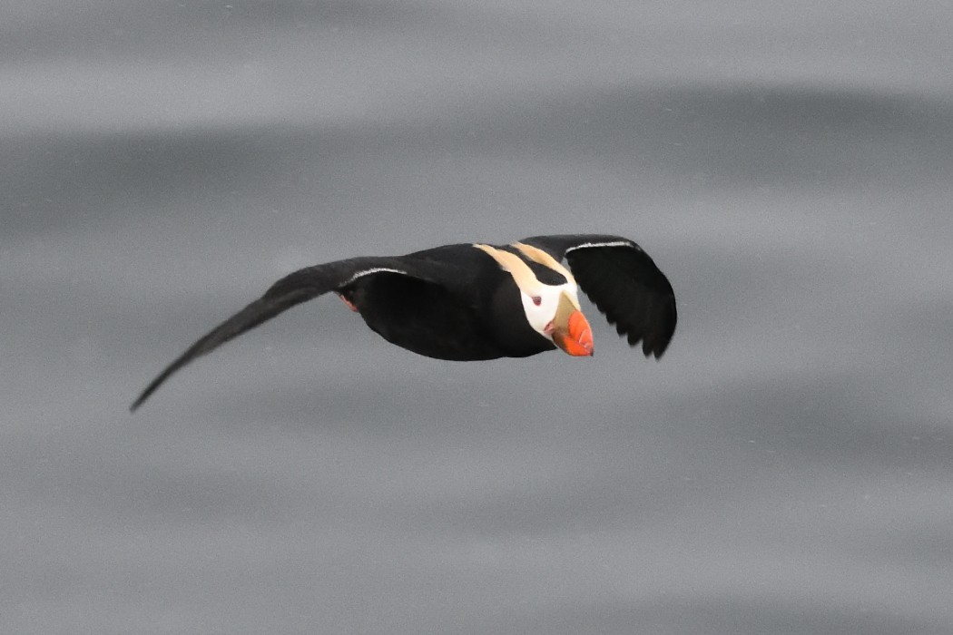 Tufted Puffin - ML620589813
