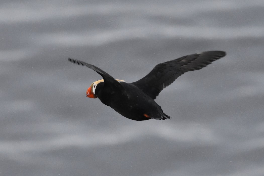Tufted Puffin - ML620589815