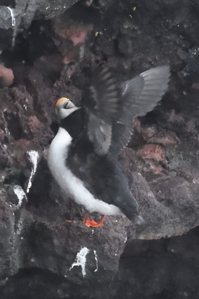 Horned Puffin - ML620589821