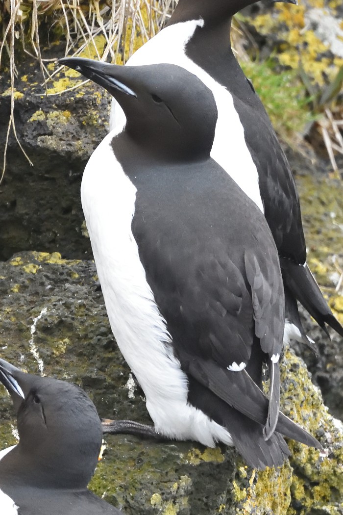 Thick-billed Murre - ML620589825