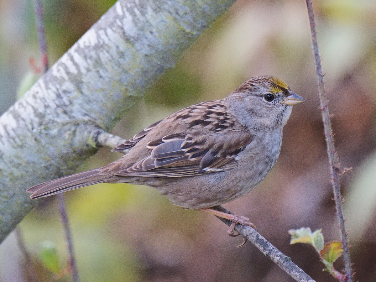 Golden-crowned Sparrow - ML620589826